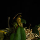 Image of Bulbophyllum lasiochilum C. S. P. Parish & Rchb. fil.