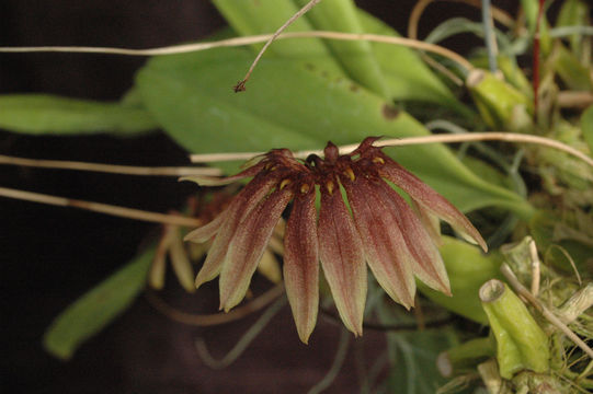 Image de Bulbophyllum lobbii Lindl.