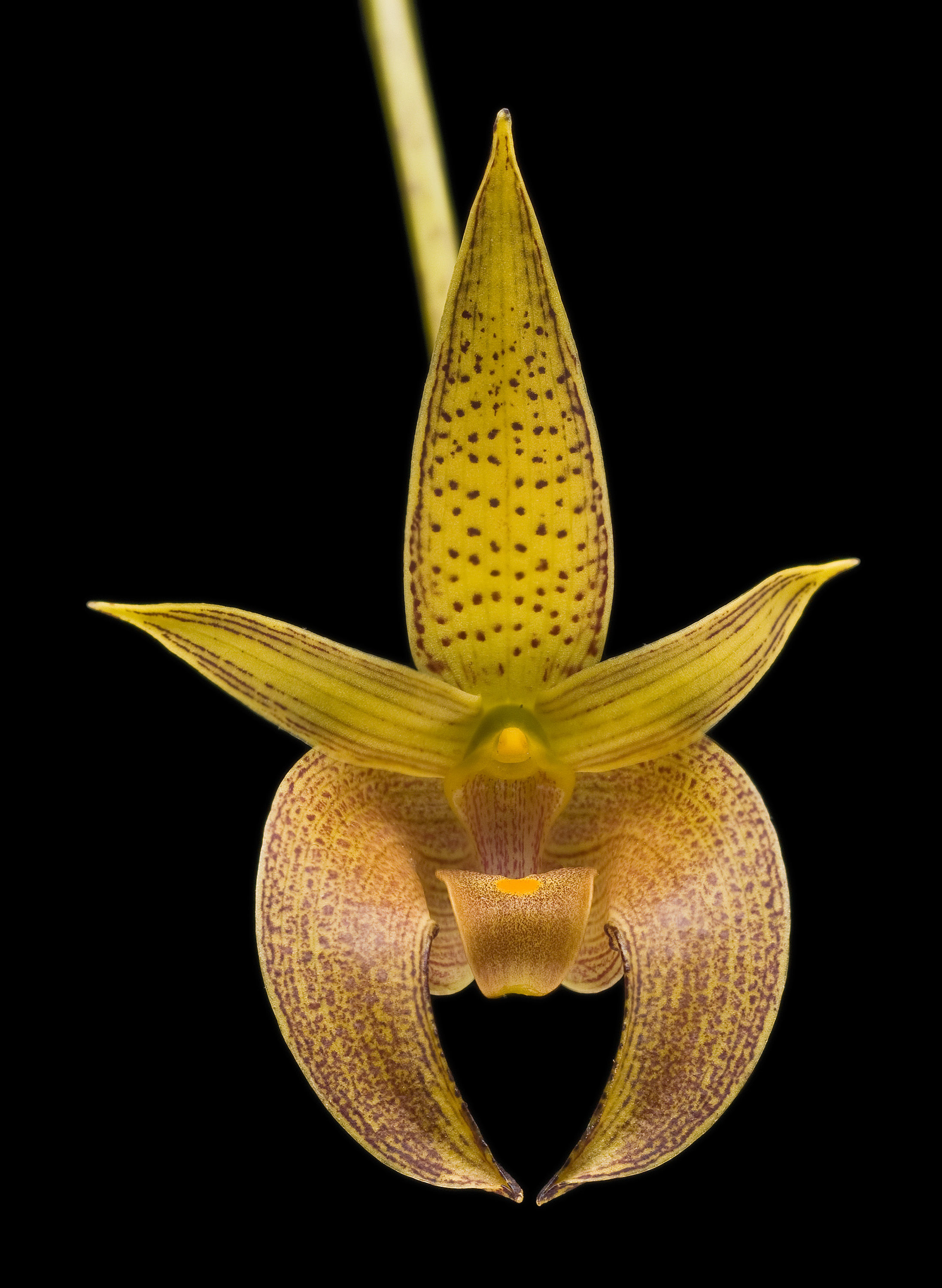 Image of Bulbophyllum lobbii Lindl.