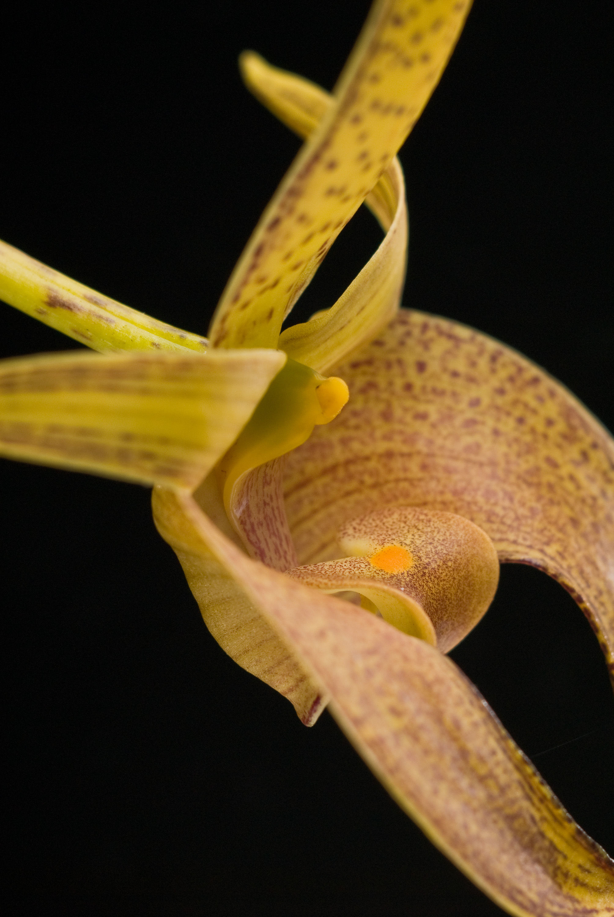 Image of Bulbophyllum lobbii Lindl.