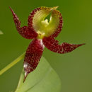 Image de Bulbophyllum macranthum Lindl.
