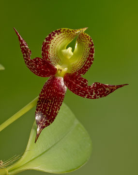 Image of Large Flowered Bulbophyllum