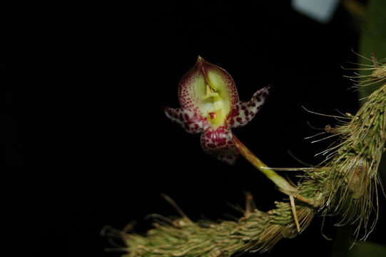 Sivun Bulbophyllum macranthum Lindl. kuva