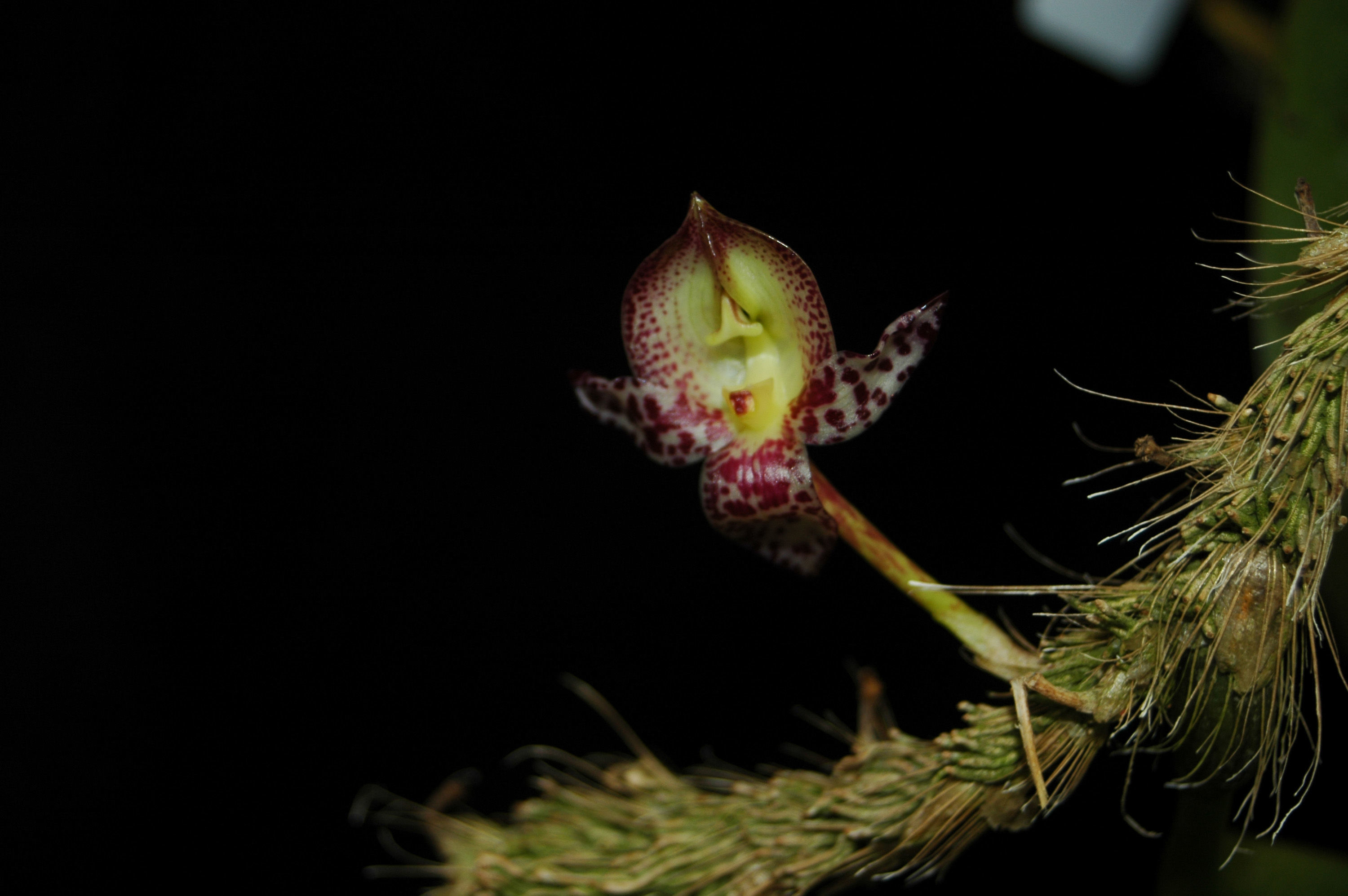 Image of Large Flowered Bulbophyllum