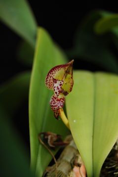 Bulbophyllum macranthum Lindl. resmi