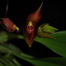 Image of Bulbophyllum mandibulare Rchb. fil.