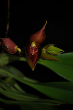 Image of Bulbophyllum mandibulare Rchb. fil.