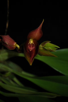 Plancia ëd Bulbophyllum mandibulare Rchb. fil.