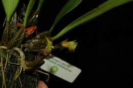 Image de Bulbophyllum medusae (Lindl.) Rchb. fil.