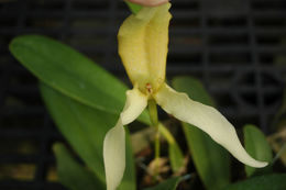 Image of Bulbophyllum grandiflorum Blume