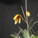 Image of Bulbophyllum pardalotum Garay, Hamer & Siegerist