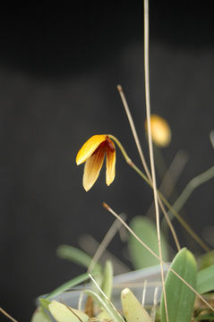 Bulbophyllum pardalotum Garay, Hamer & Siegerist resmi