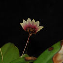 Plancia ëd Bulbophyllum longiflorum Thouars