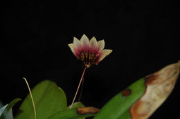 Image of Bulbophyllum longiflorum Thouars