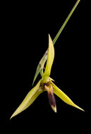 Image of Bulbophyllum septemtrionale (J. J. Sm.) J. J. Sm.