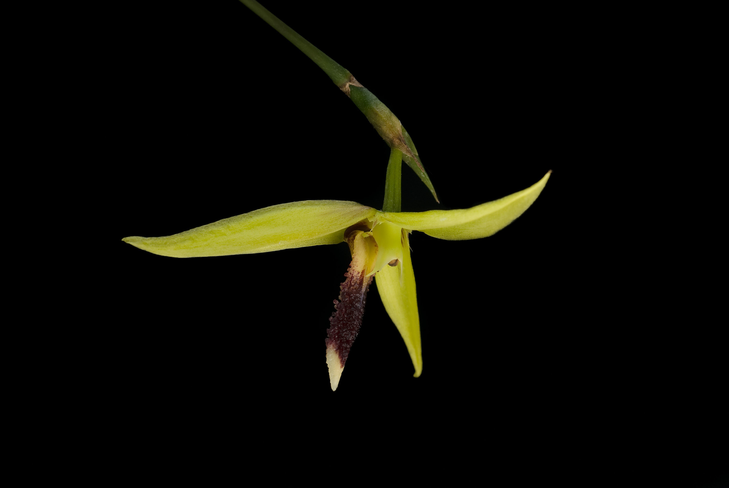 Image of Bulbophyllum septemtrionale (J. J. Sm.) J. J. Sm.