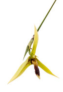 Image of Bulbophyllum septemtrionale (J. J. Sm.) J. J. Sm.