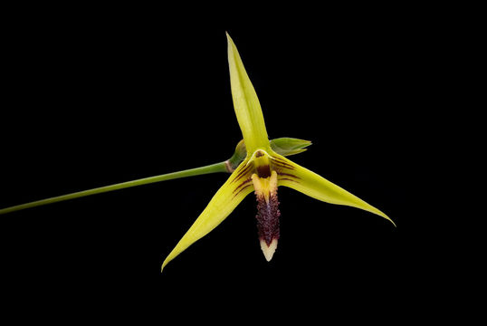 Image of Bulbophyllum septemtrionale (J. J. Sm.) J. J. Sm.