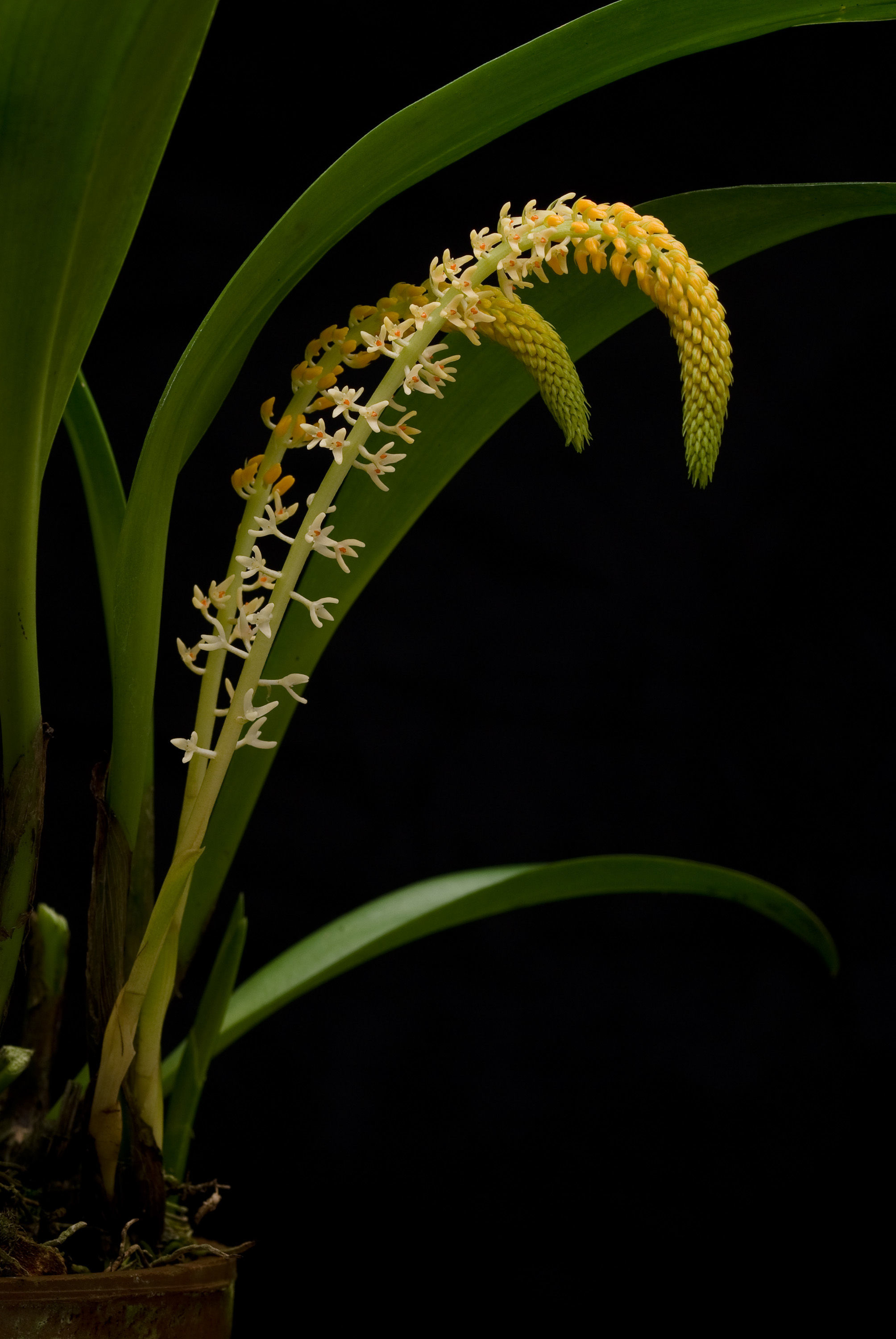 Bulbophyllum stelis J. J. Sm. resmi