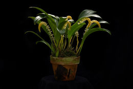 Bulbophyllum stelis J. J. Sm. resmi