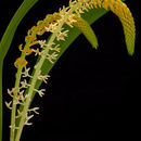 Image of Bulbophyllum stelis J. J. Sm.