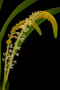 Bulbophyllum stelis J. J. Sm. resmi