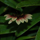 Image de Bulbophyllum wendlandianum (Kraenzl.) Dammer