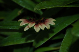 Image de Bulbophyllum wendlandianum (Kraenzl.) Dammer