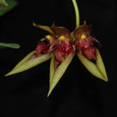 Image of Bulbophyllum wightii Rchb. fil.