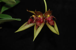 Image of Bulbophyllum wightii Rchb. fil.