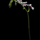 Imagem de <i>Calanthe pilosa</i> Lindl.