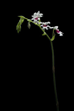 Imagem de <i>Calanthe pilosa</i> Lindl.