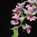 Image of Calanthe rosea (Lindl.) Benth.