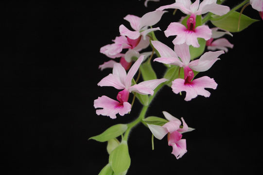 Plancia ëd Calanthe rosea (Lindl.) Benth.