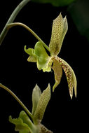 Image of Catasetum lanciferum Lindl.