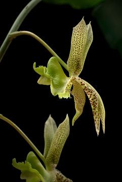 Image de Catasetum lanciferum Lindl.