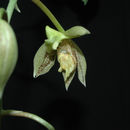 Image of Catasetum lanciferum Lindl.