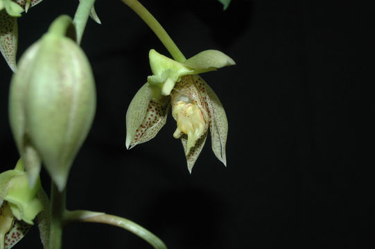 Image de Catasetum lanciferum Lindl.