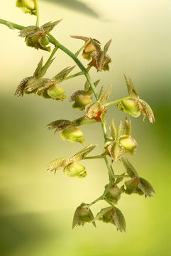 Image de Catasetum maculatum Kunth