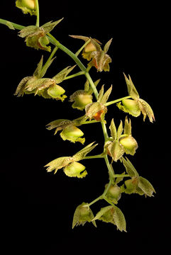 Image de Catasetum maculatum Kunth