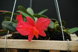 Image of Cattleya brevipedunculata (Cogn.) Van den Berg