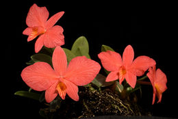 Image of Cattleya brevipedunculata (Cogn.) Van den Berg