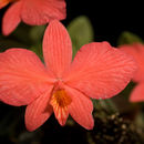 Image of Cattleya brevipedunculata (Cogn.) Van den Berg