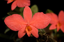 Image of Cattleya brevipedunculata (Cogn.) Van den Berg