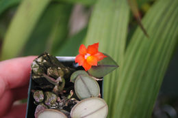 Image of Cattleya cernua (Lindl.) Van den Berg