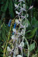 Image of Cattleya fidelensis (Pabst) Van den Berg