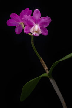 Plancia ëd Cattleya harrisoniana Bateman ex Lindl.