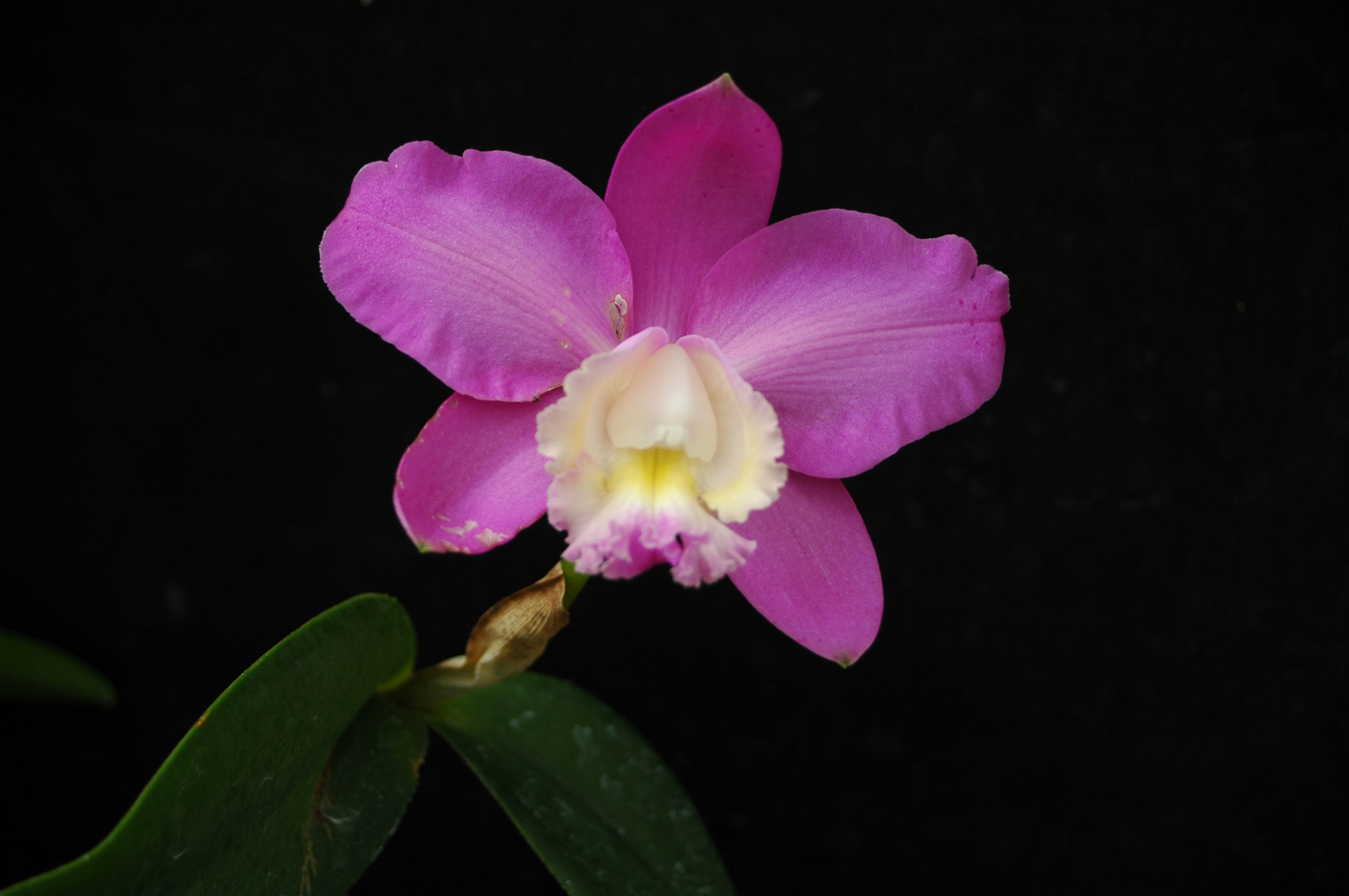 Image of Harrison's Cattleya