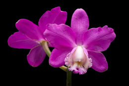 Image of Harrison's Cattleya