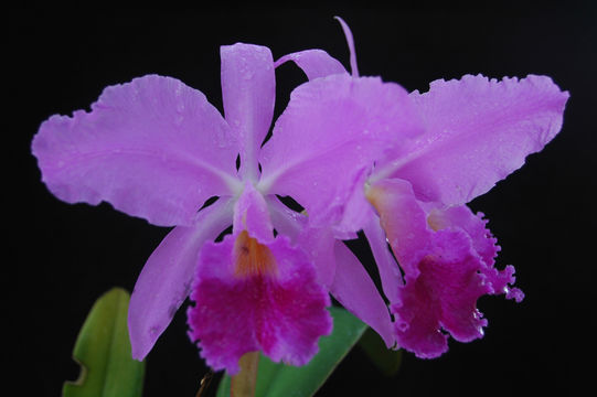 Image de Cattleya jenmanii Rolfe